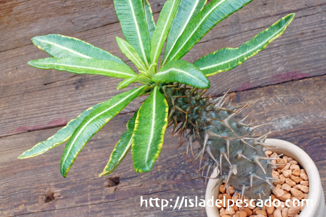 isla del pescado - Pachypodium ambongense-パキポディウム