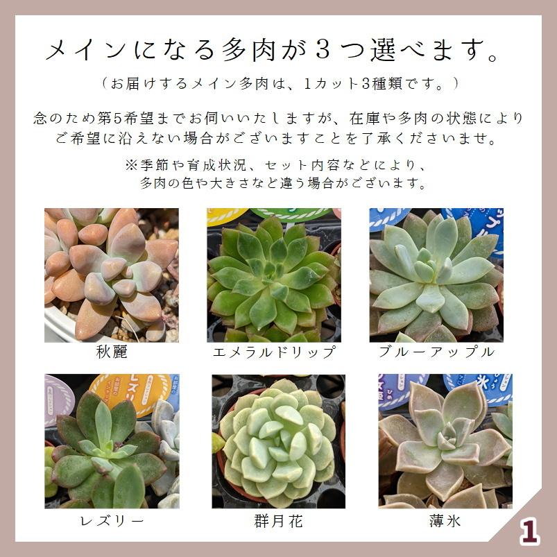 多肉植物 寄せ植えセット 初心者さんセットB 寄せ植え セット 鉢 土