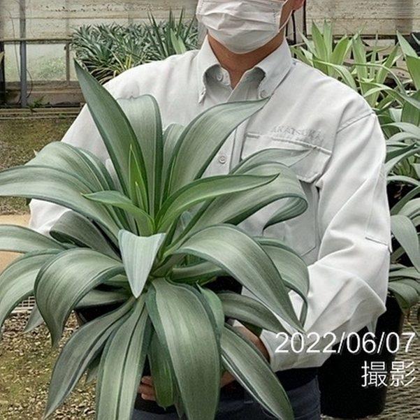 アガベ 8号 デスメティアーナ クイックシルバー｜観葉01-D1 : 赤塚