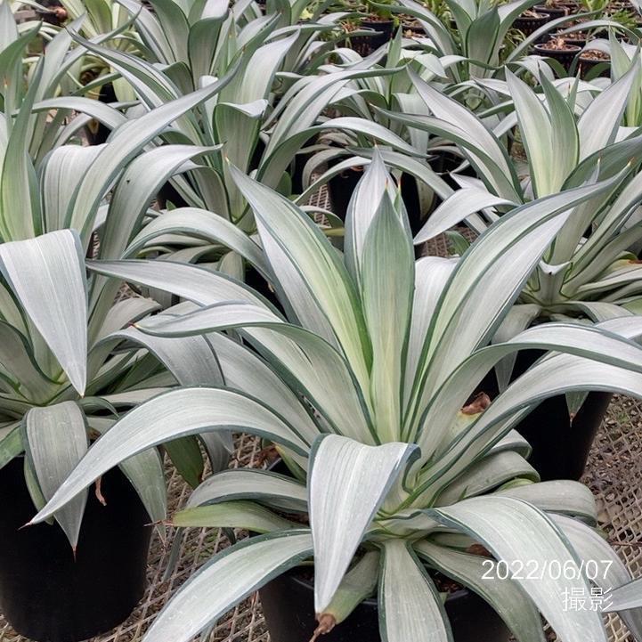 アガベ 8号 デスメティアーナ クイックシルバー｜観葉01-D1 : 赤塚