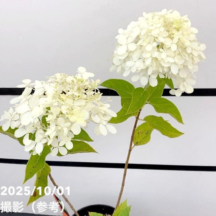 ガーデンアジサイ ピラミッドアジサイ 5号 ※お届けに10日程度かかる