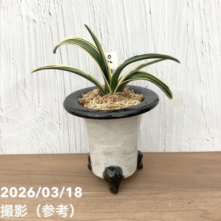 現品お届け】豊明園 万年青 オモト 聖源 陶器鉢（O32）｜観葉10-TU