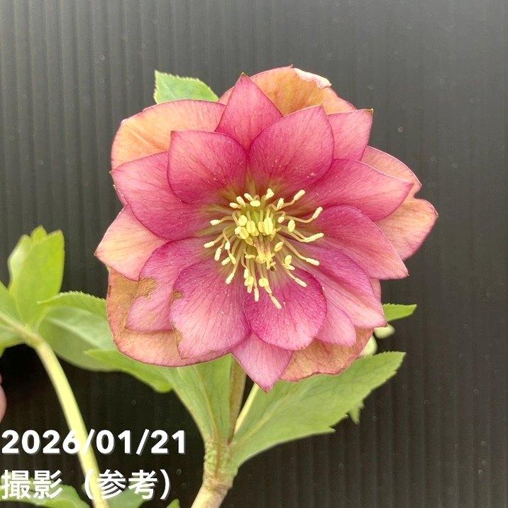 お買い得一点物咲き進み株】加藤農園 クリスマスローズ グロッシー