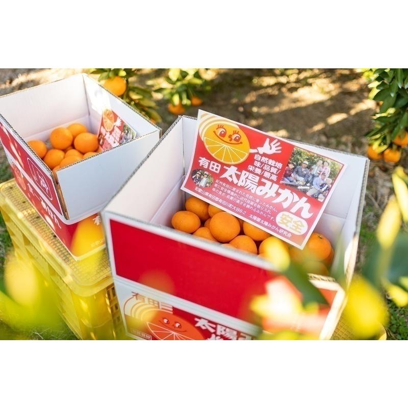 数量限定・プレミアム（光センサーにより厳選）】食一みかん（有田