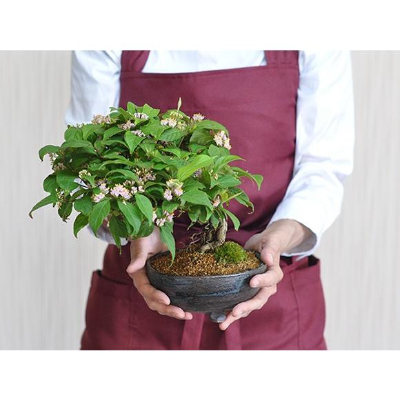 紫式部 紫の実のなる盆栽 盆栽 松 豪華 盆景 風景を楽しむ 育て方冊子