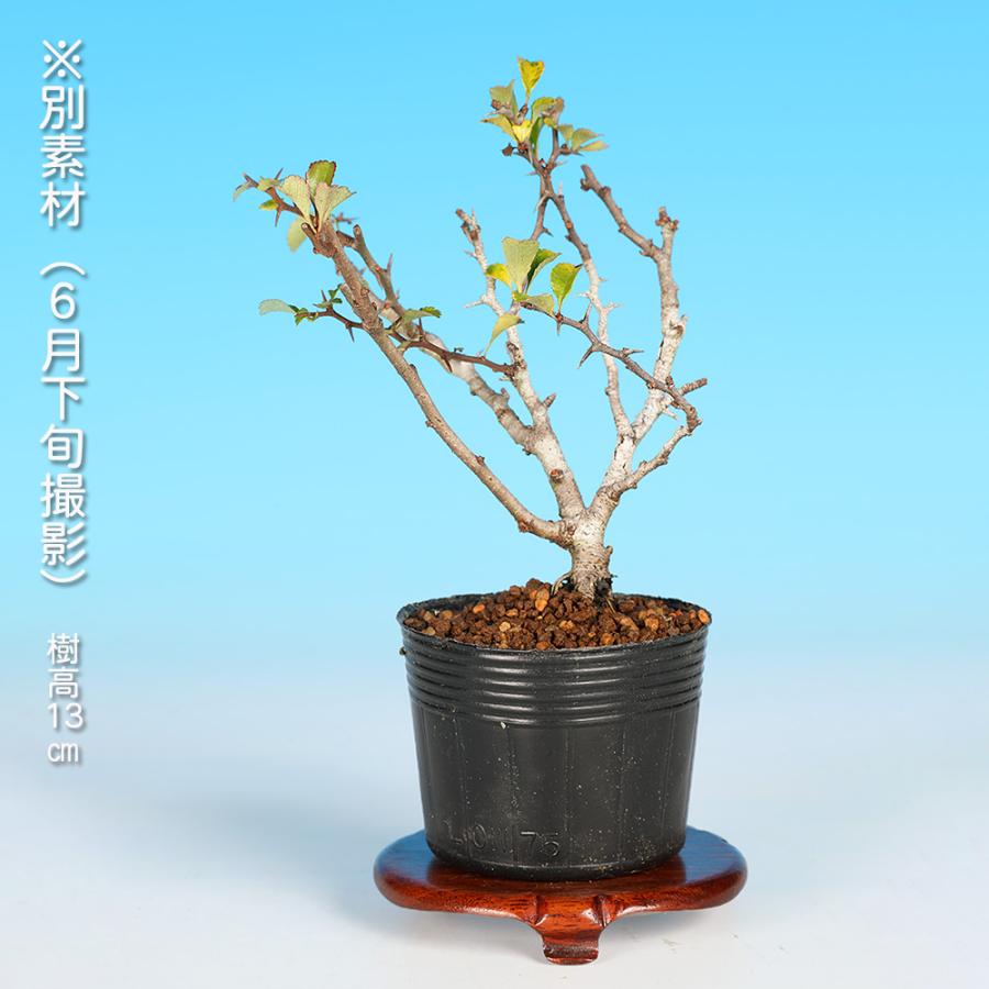 盆栽 長寿梅 チョウジュバイ 小品盆栽 ミニ盆栽 盆栽素材 苗木 雑木 花