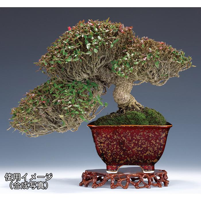 盆栽鉢 植木鉢 「平安泉山辰砂釉星結晶正方鉢」 山草鉢 清水焼 京焼