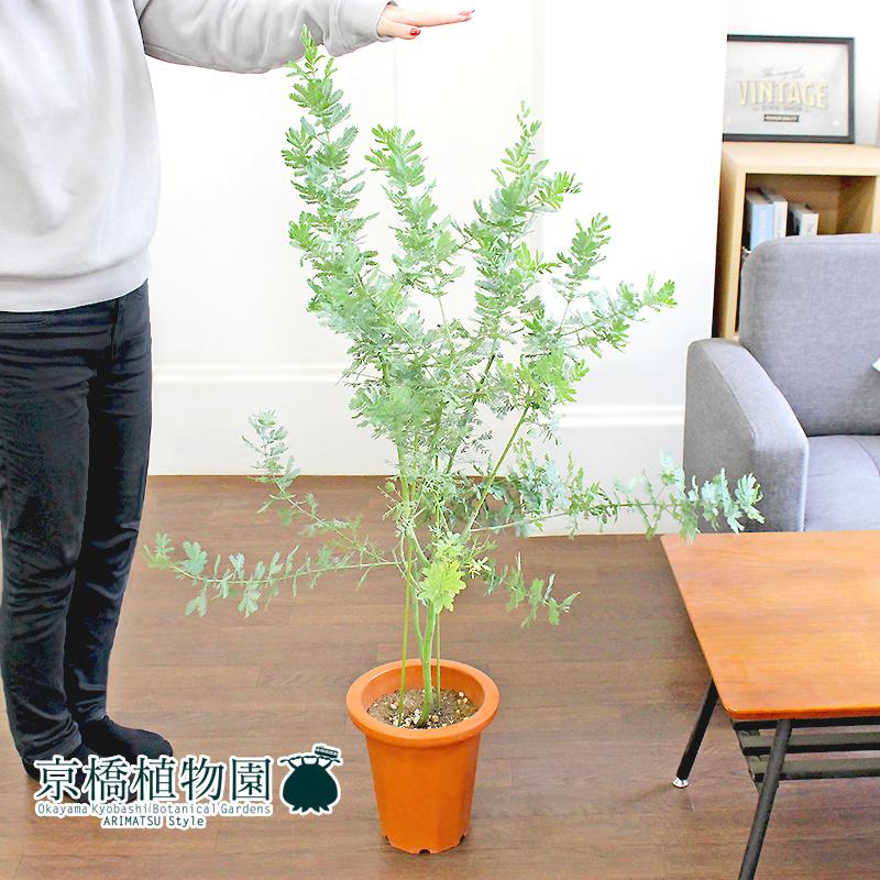 アカシア・ミモザ（銀葉アカシア） 7号 茶鉢 : 花のアリマツ Yahoo!店