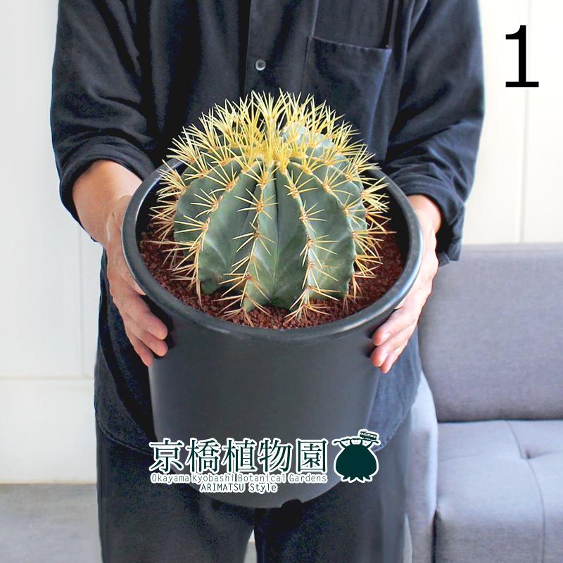 現品】サボテン 王冠竜 8号 黒鉢（1） : 花のアリマツ Yahoo!店 - 通販