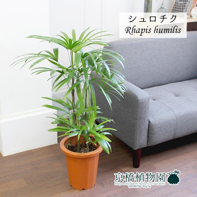 シュロチク/棕櫚竹 8号 : 花のアリマツ Yahoo!店 - 通販 - Yahoo