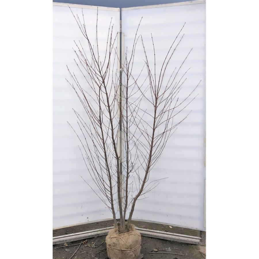 桂の木 カツラの木 株立ち 約2m 特大株 大苗 植木苗木 規格販売