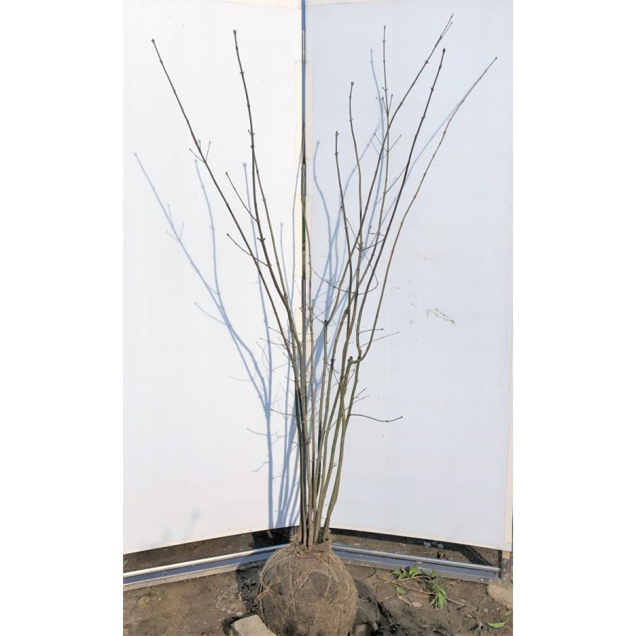 アオダモ 10本株立ち 約1.9m 現品発送 特大株 植木苗木 落葉樹