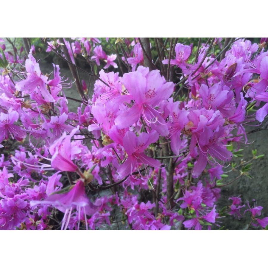 ミツバツツジ 株立ち 約2m 現品発送 美樹形株 三つ葉ツツジ 三ツ葉