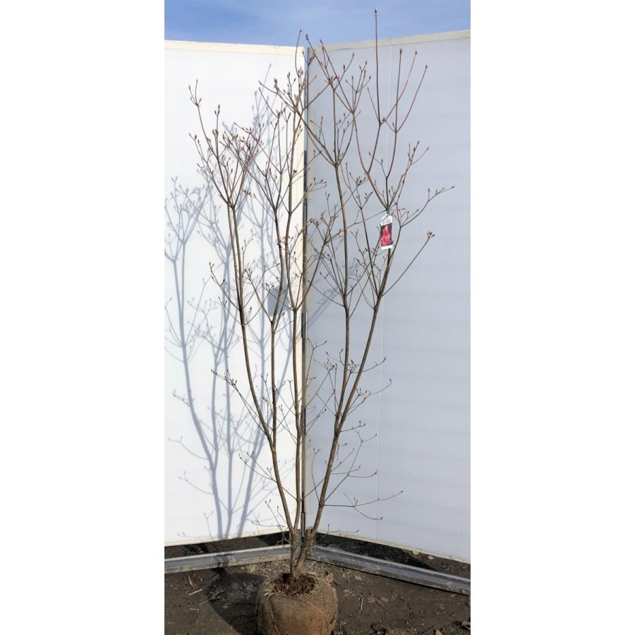 ミツバツツジ 株立ち 約2m 現品発送 美樹形株 三つ葉ツツジ 三ツ葉