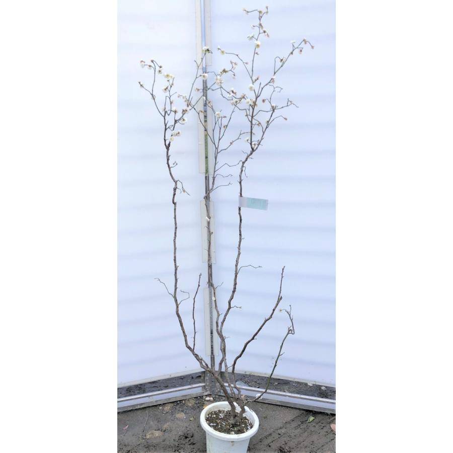 雲竜梅 ウンリュウバイ 約1.7m 現品発送 くねくね伸びる梅の木 特大