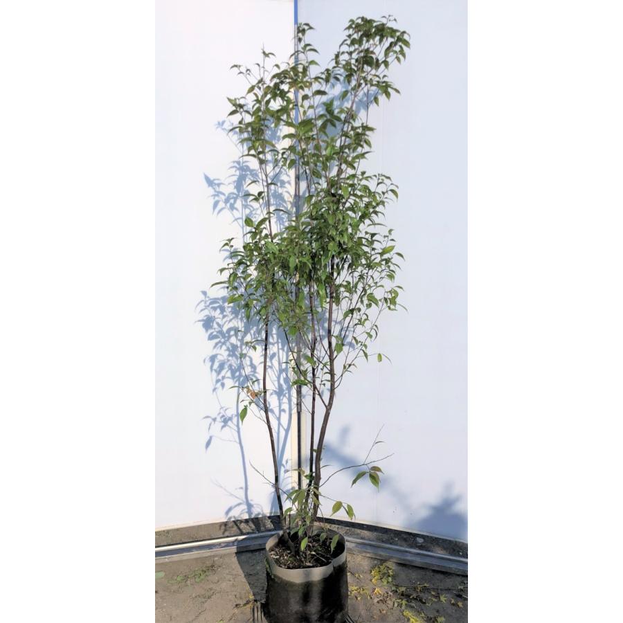 常緑エゴノキ 株立ち 約1.8m 現品発送 特大株 植木 苗木 トキワエゴ