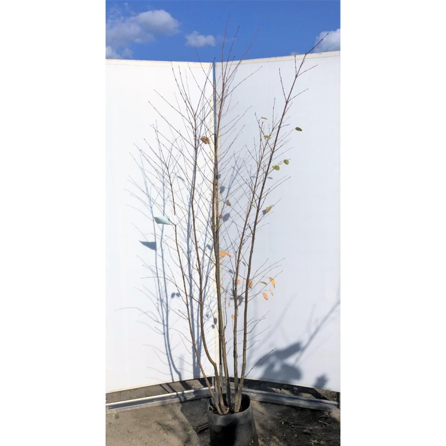 桂 カツラの木 5本株立ち 約2.1m 現品発送 特大株 植木苗木 ハート形