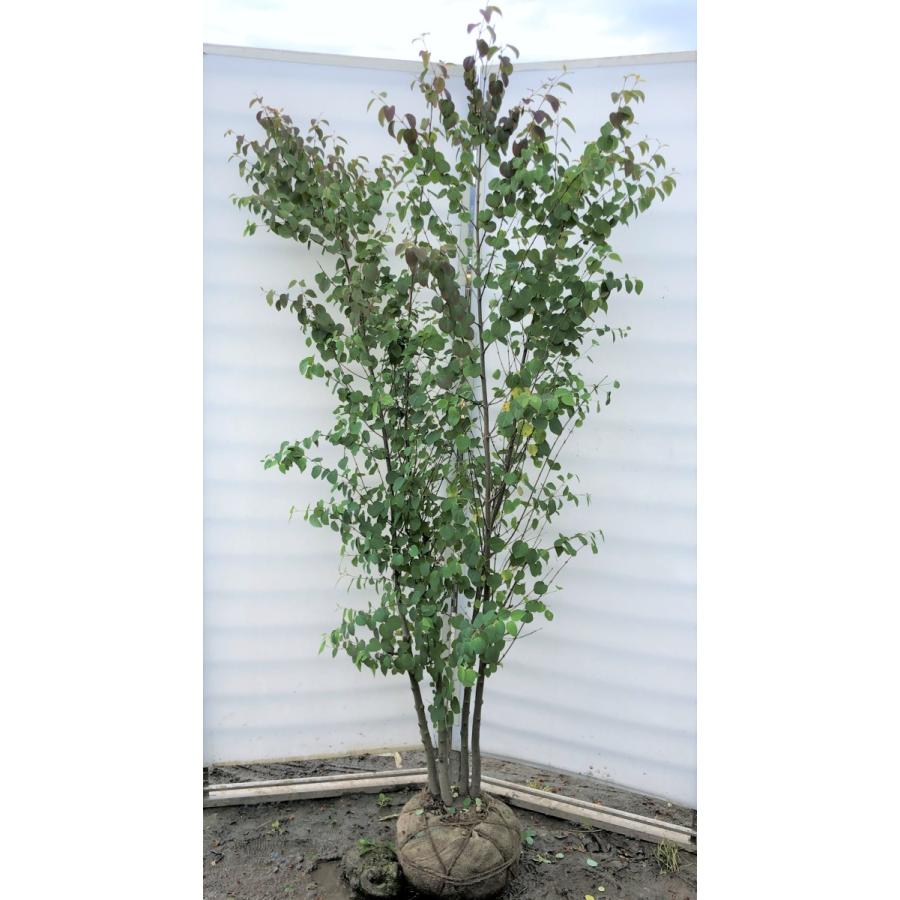 桂 カツラの木 株立ち 約1.9m 現品発送 特大株 大苗植木苗木 ハート形