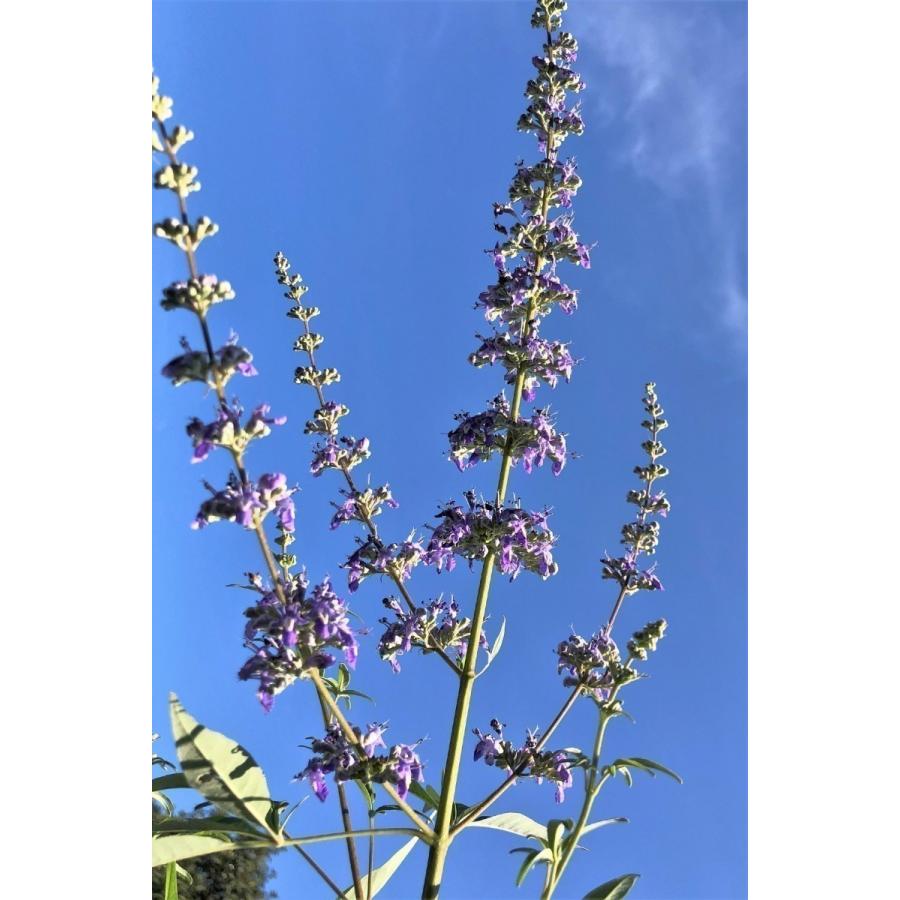 西洋ニンジンボク 株立ち 約2m 現品発送 特大株 植木苗木大苗 紫花