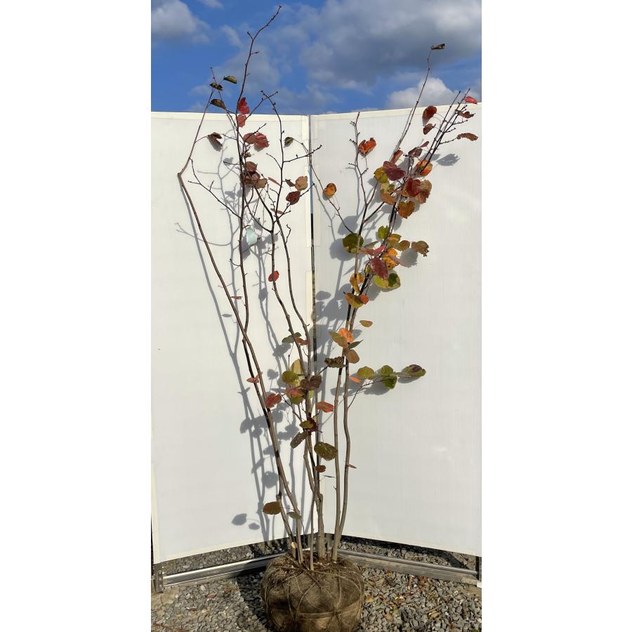 マルバノキ 7本株立ち 2.1m 現品発送 マルバの木 特大株 植木 苗木