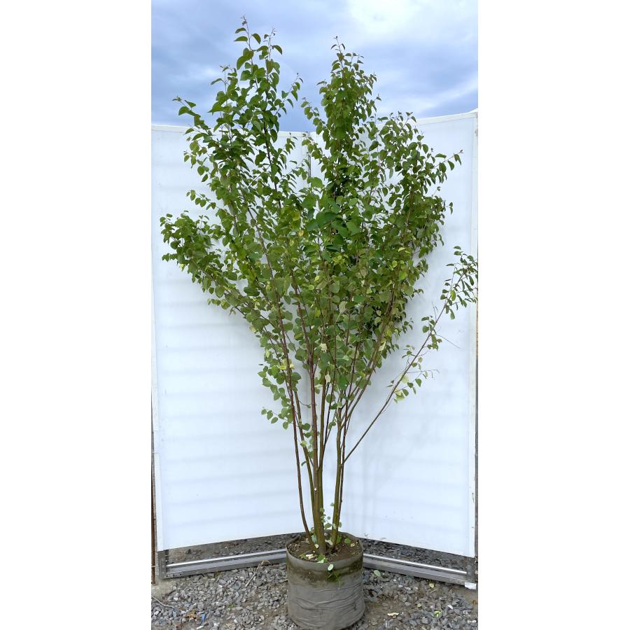 桂 カツラの木 6本株立ち 約2.1m 現品発送 特大株 大苗 植木 苗木