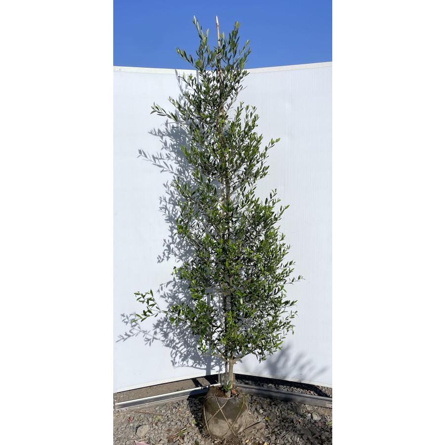 オリーブの木 オークラン 約2m 現品発送 超特大株 植木 苗木 大苗