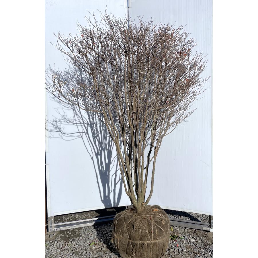 白花 ドウダンツツジ 株立ち 約1.7m 一点物 豪華株 特大株 植木 苗木