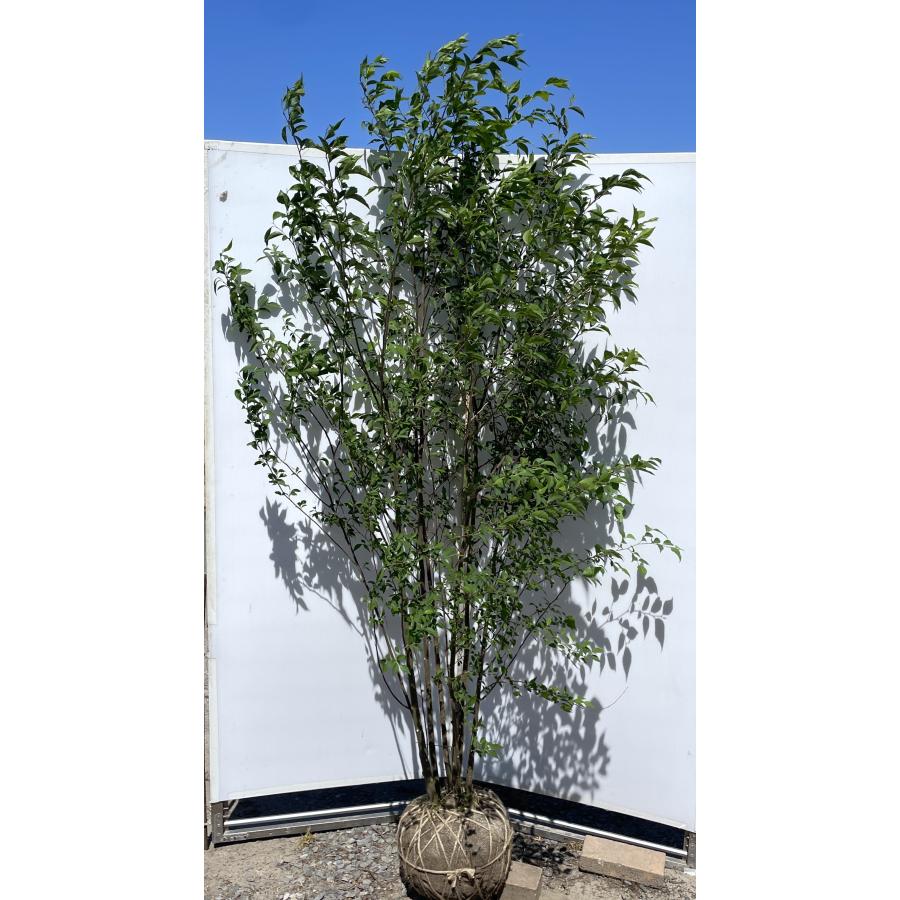 エゴの木 6本株立ち 約2.1m 現品発送 豪華株 特大株植木苗木大苗