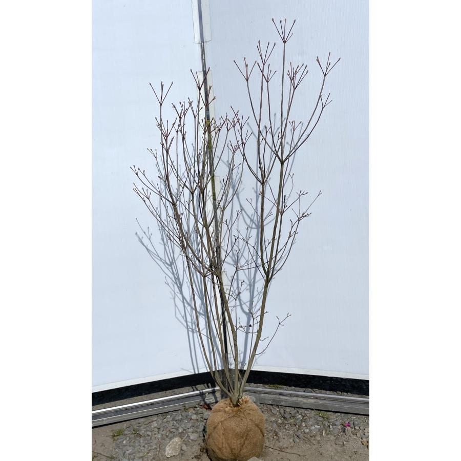 白花ミツバツツジ 株立ち 約1.5m 現品発送 特大植木苗木 白三つ葉