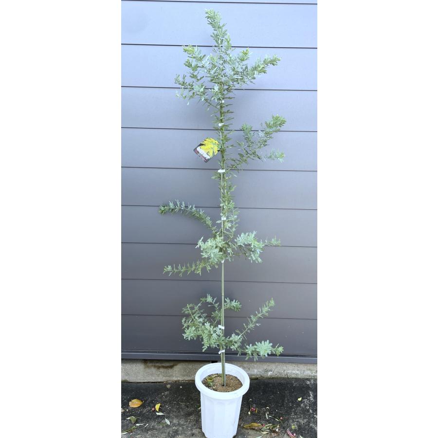 鉢植えミモザアカシア 約1.9m 現品発送 特大株 植木苗木 ギンヨウ