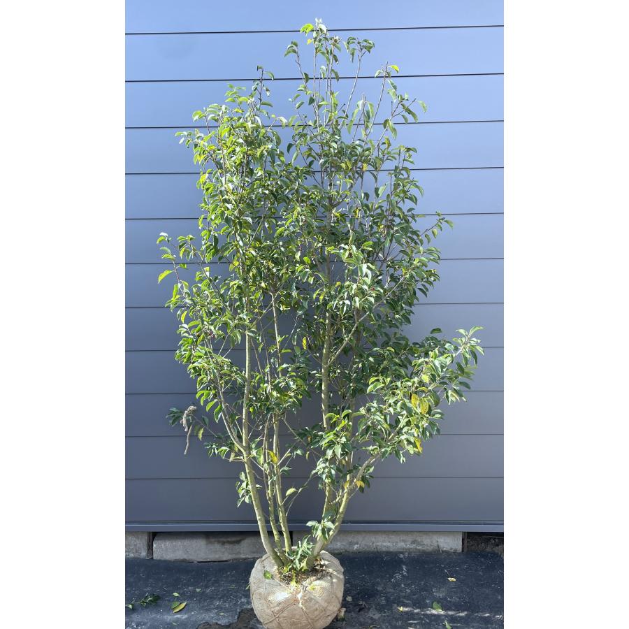 ソヨゴの木 5本株立ち 約2.1m 現品発送 美樹形株 特大株 植木苗木