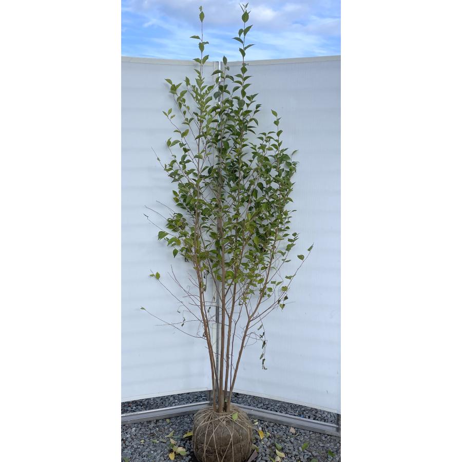 エゴの木 5本株立ち 約2.1m 現品発送 豪華株 特大株植木苗木大苗