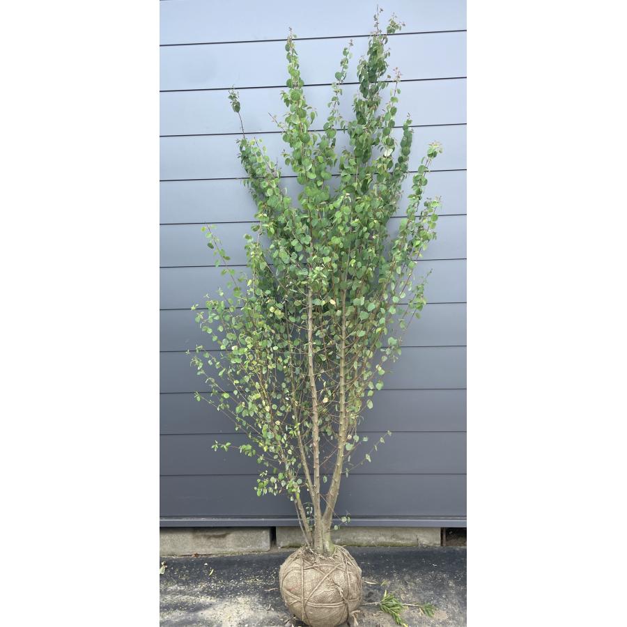 桂 カツラの木 5本株立ち 約2.3m 現品発送 豪華株 特大株 大苗 植木