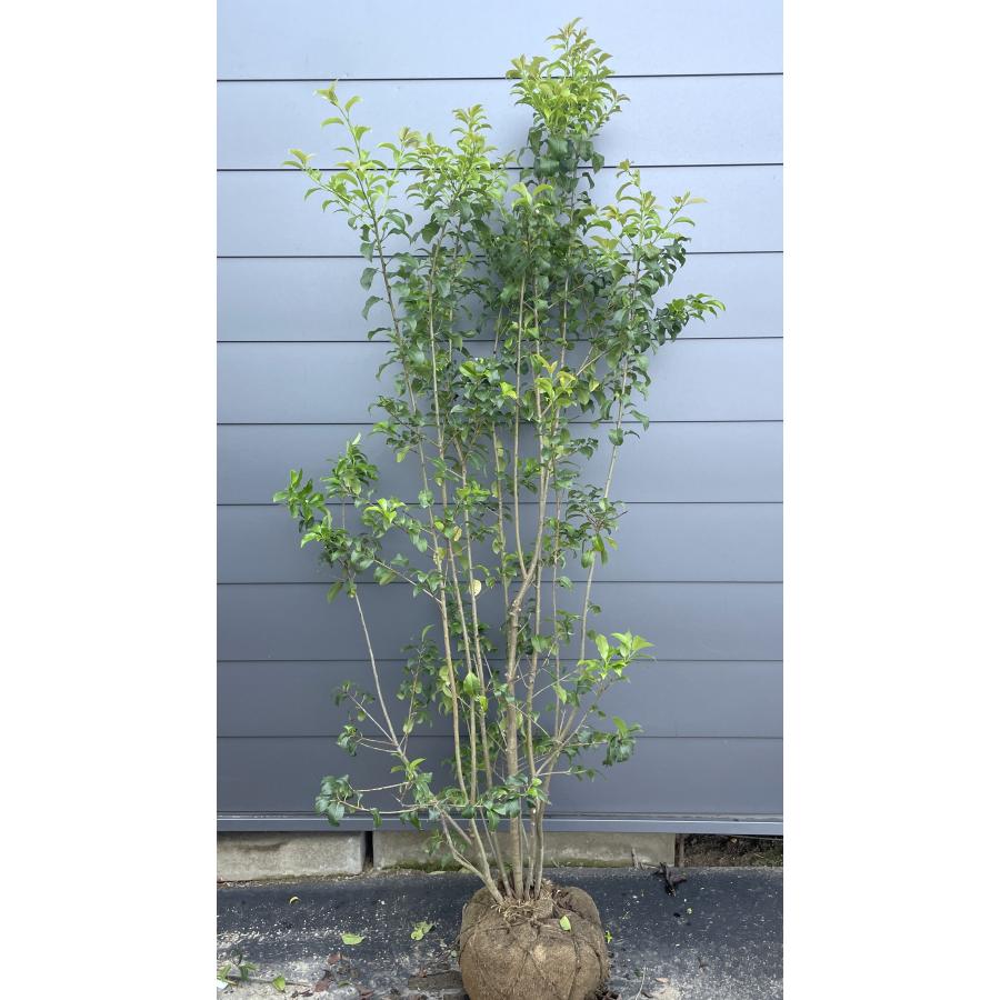 ソヨゴの木 7本株立ち 約2m 現品発送 一点物 豪華株 特大株 植木苗木