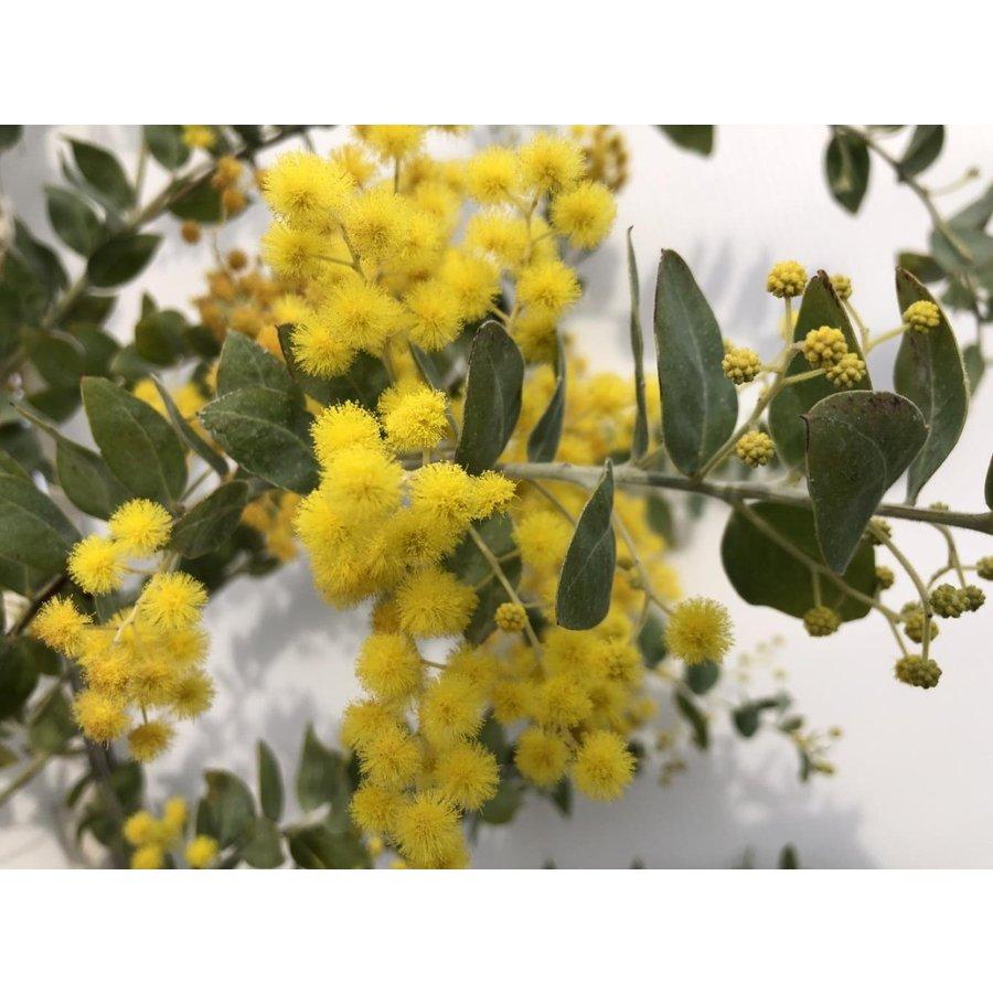 鉢植えパールアカシア 約1.8m 現品発送 イエロースパーク 特大植木