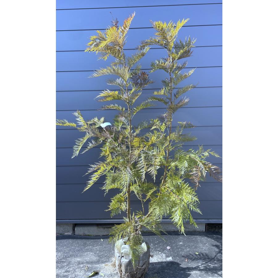 グレビレア ロブスター 株立ち 約2m 現品発送 特大株 植木 苗木 大苗