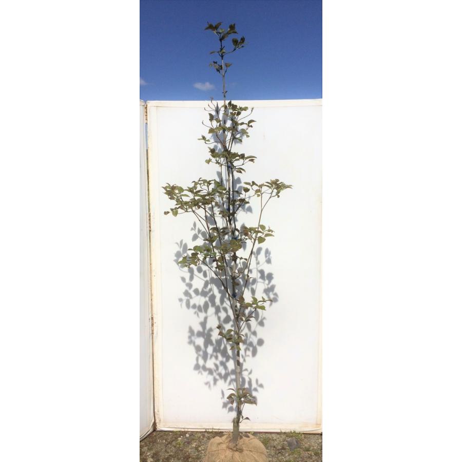 赤花 ハナミズキ 約2m 1本株 花水木 : 大福樹苗園 - 通販 - Yahoo