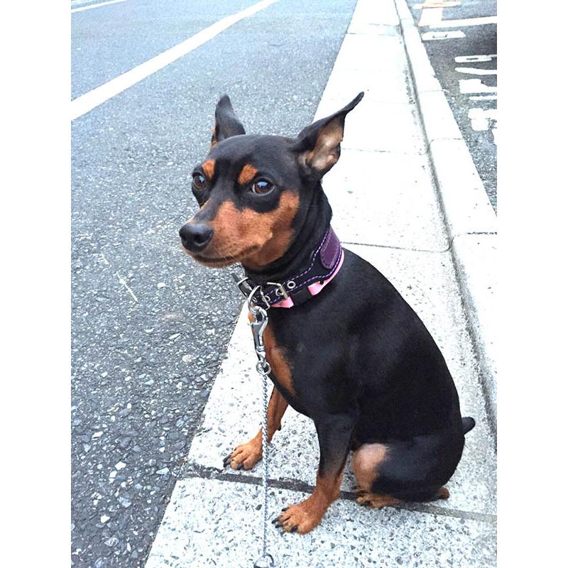 首輪 イタグレ ミニピン 革 幅広：Small Type G2_000ダブルカラー(鋲