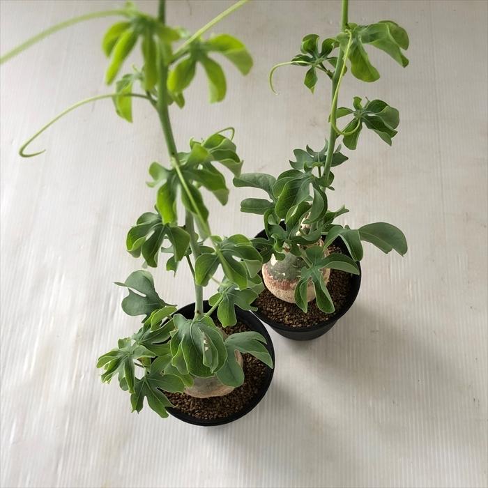 日本花キ流通 多肉植物 caアデニア グラウカ 多肉植物 塊根植物