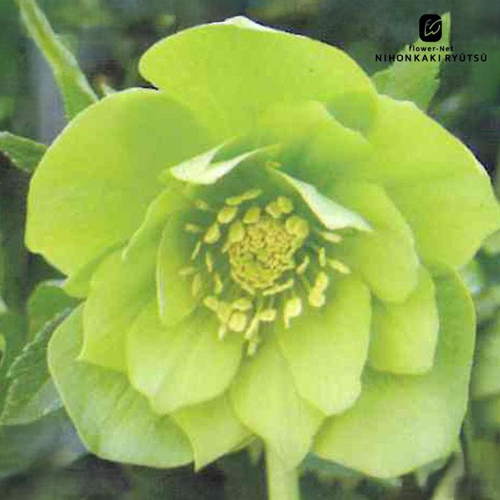 クリスマスローズ苗 ダブルグリーン 杉山交配 9cmポット 宿根草