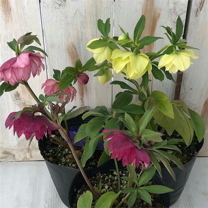 日本花キ流通 八重咲きクリスマスローズ ダブル 開花株 3鉢セット 4号