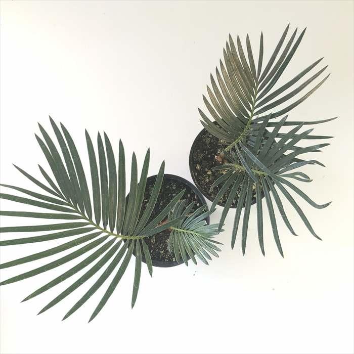 日本花キ流通 観葉植物 ソテツ 蘇鉄 3.5号鉢 観葉植物 小型 小さい