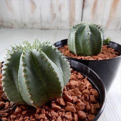 日本花キ流通 多肉植物 sdユーフォルビア カメレオン ヘルメット 多肉