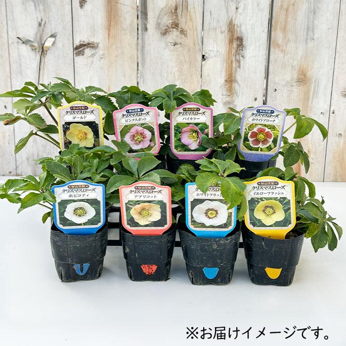 クリスマスローズ苗 シングル イエローピコティ 杉山交配 9cmポット