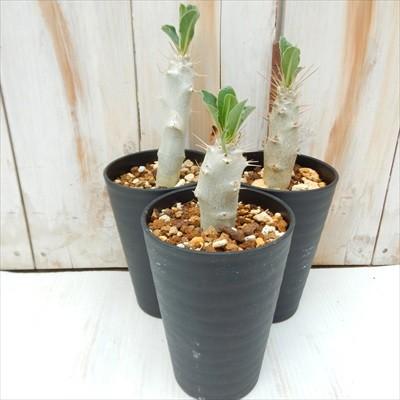 日本花キ流通 多肉植物 caパキポディウム レアリー 多肉植物