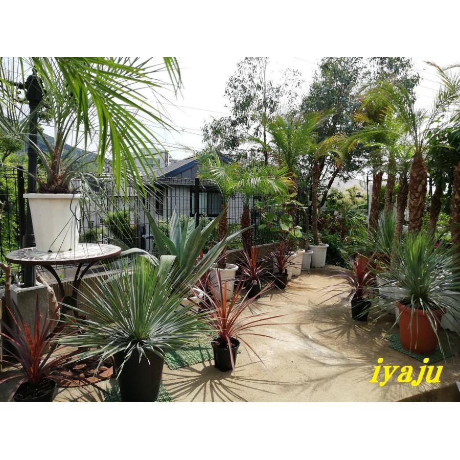 ソテツ 10号 観葉植物 ドライガーデン 新築祝い 開店祝い : KOBE