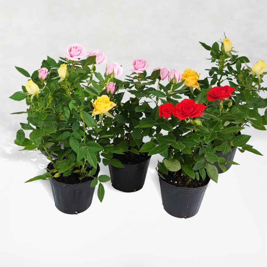 バラ 苗 花色おまかせミニバラ苗 5株(見計らい) 送料無料 花木苗 苗木