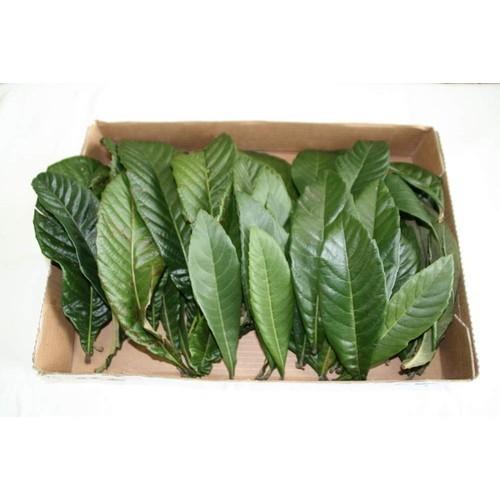 無農薬 枇杷の葉（びわの葉）300g（枇杷の生葉30枚〜40枚）枇杷葉 毎週