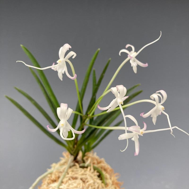 富貴蘭】 天晶（てんしょう）2条/ 花 蘭 古典植物 フウラン