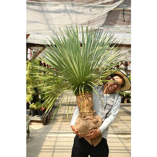 耐寒性 ユッカの木 苗 【ロストラータ サファイアスカイズ】 約1.2m 根